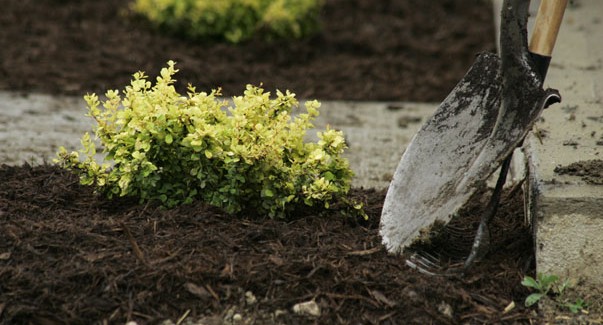 mulch in a garden