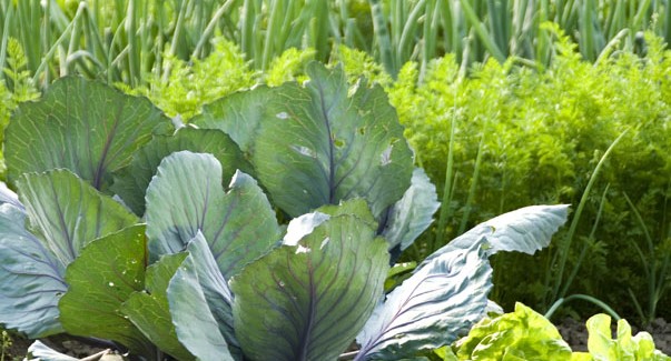 vegetable garden