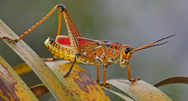 Grasshopper