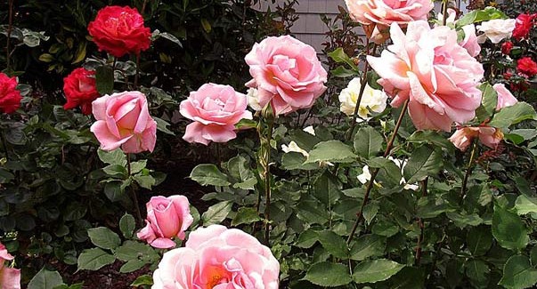 rose bushes